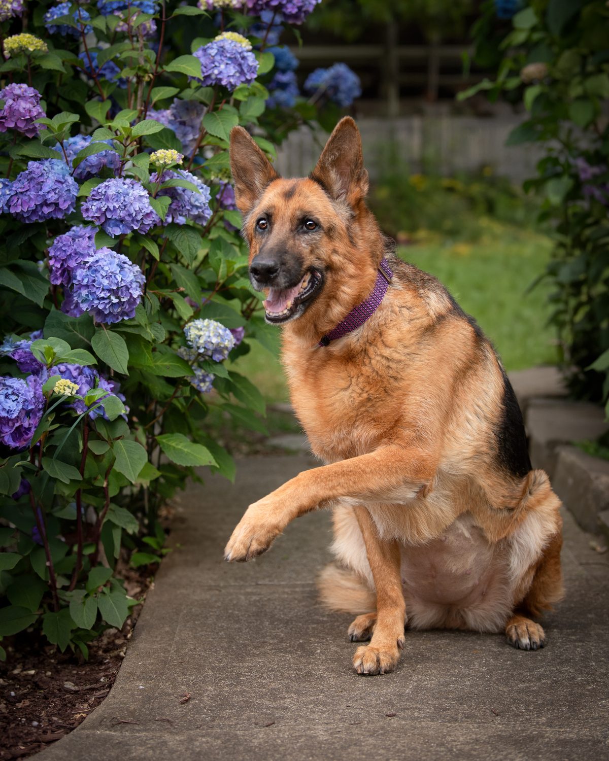 German Shepherd fine art portrait among hydrangeas, Ohio Valley